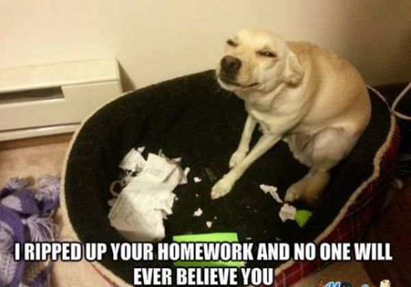dog homework humor