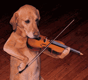 A Dog And A Violin Joke- Dog humor