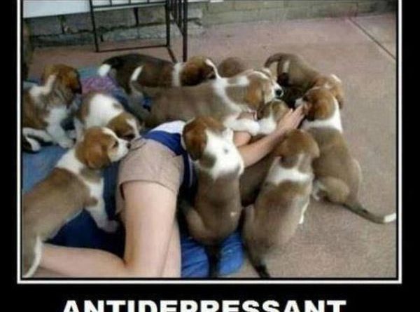 Antidepressant - Dog humor