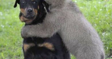 Bear Hug - Dog humor