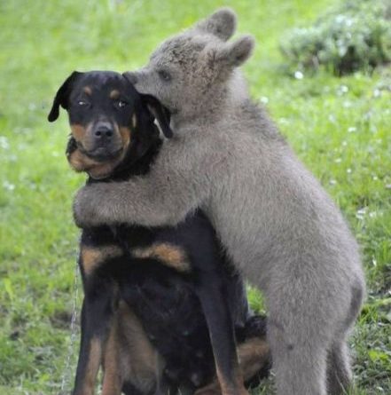 Bear Hug - Dog humor