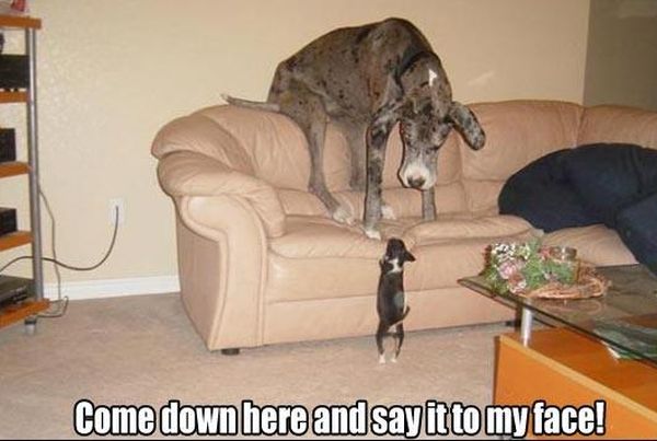 Come Down Here - Dog humor