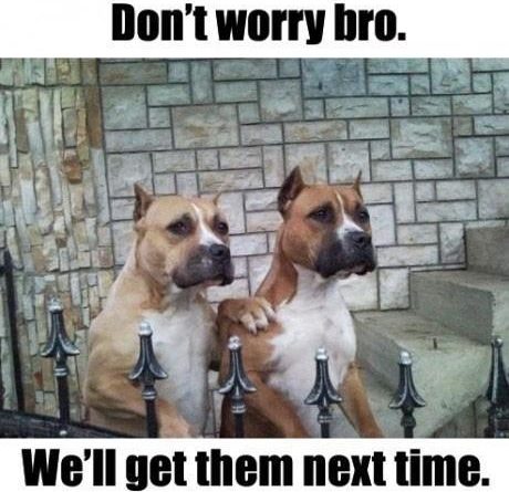 Don't Worry Bro - Dog humor