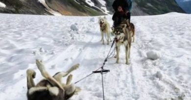 Flat Tire In Alaska - Dog humor