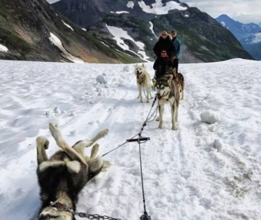 Flat Tire In Alaska - Dog humor