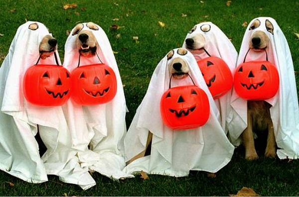 Funny Halloween Dog Costumes - Dog Humor
