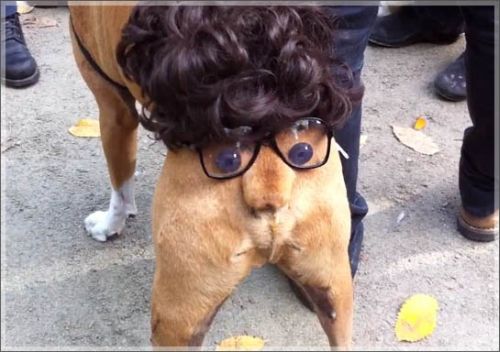 Funny Halloween Dog Costumes Dog Humor