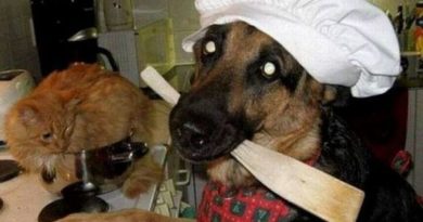 Meanwhile In The Kitchen - Dog humor