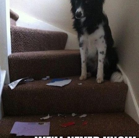 Mystery Remains - Dog humor