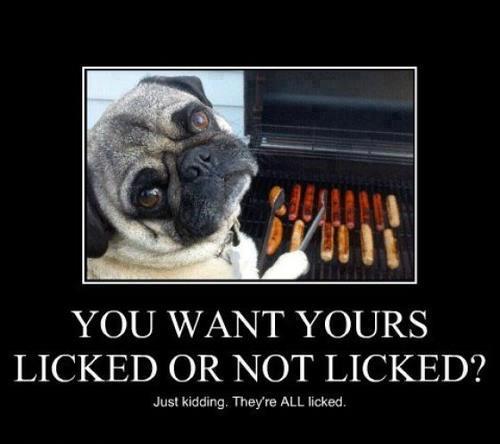 Licked Or Not? - Dog humor