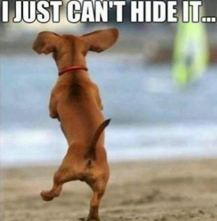 I'm So Excited! - Dog humor