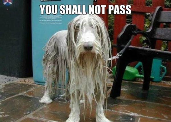 You Shall Not Pass - Dog humor