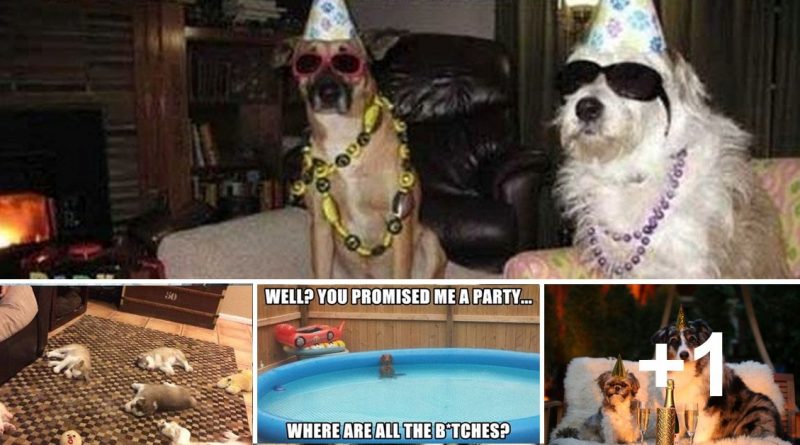 Party hard dogs