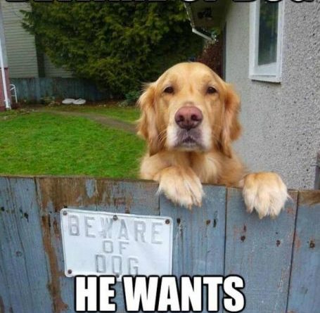 Beware of Dog - Dog humor