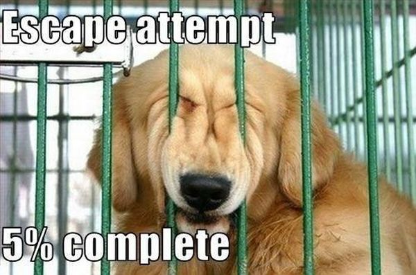 Escape Attempt - Dog humor