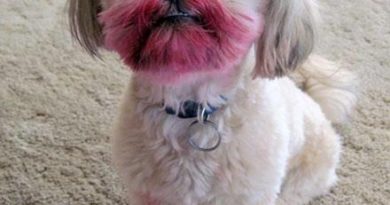 What Lipstick? - Dog humor