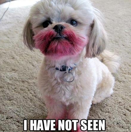 What Lipstick? - Dog humor