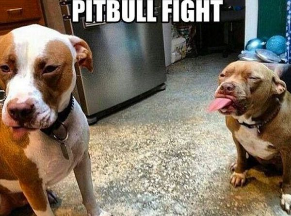 Pit Bull Fight - Dog humor