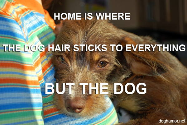 The Home Is Where The Dog Hair Sticks To Everything But The Dog - Dog Humor