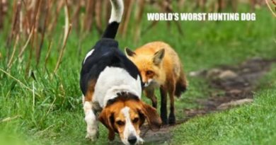 World's Worst Hunting Dog - Dog humor