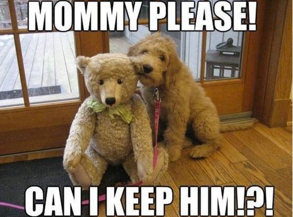 Mommy Please - Dog humor