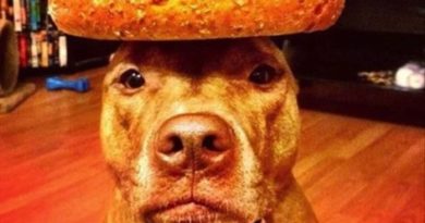 Bread Pit - Dog humor