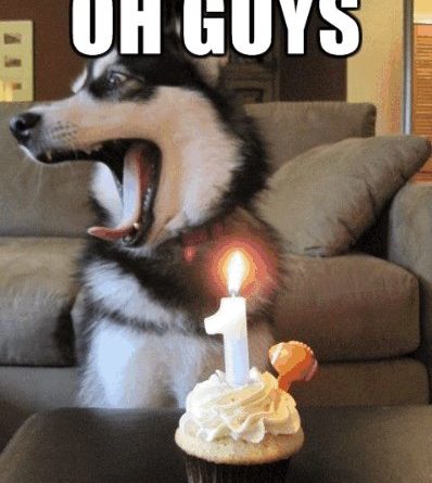 Birthday Surprise - Dog humor