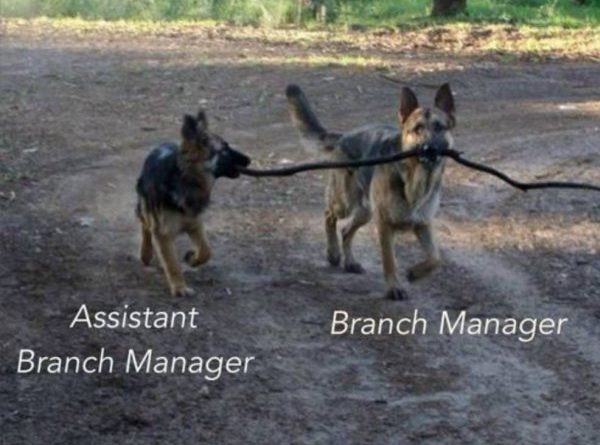 Branch Manager And His Assistant - Dog humor