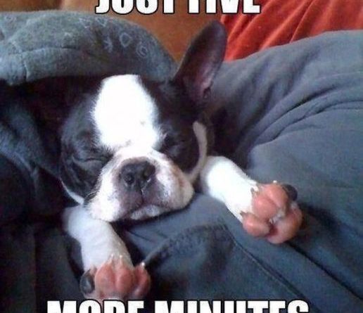 Just Five More Minutes - Dog humor