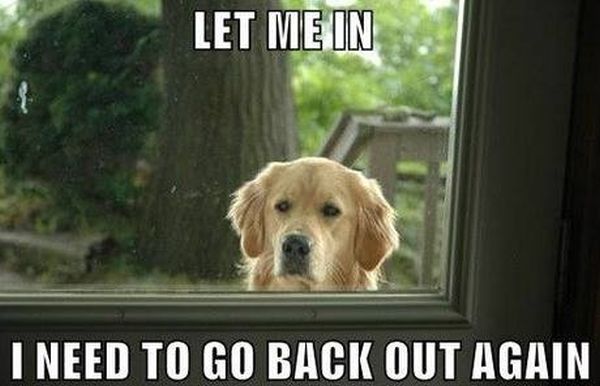 Let me in - Dog humor
