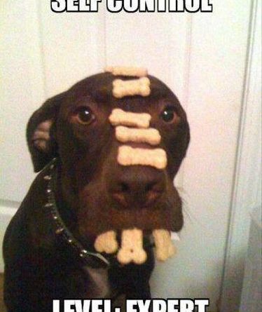 Self-Control - Dog humor
