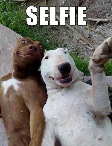Selfie - Dog humor