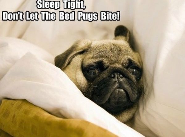 Sleep Tight - Dog humor