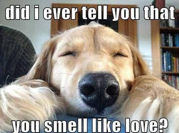 Smell Of Love - Dog humor