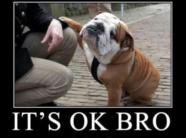 It's OK Bro - Dog humor