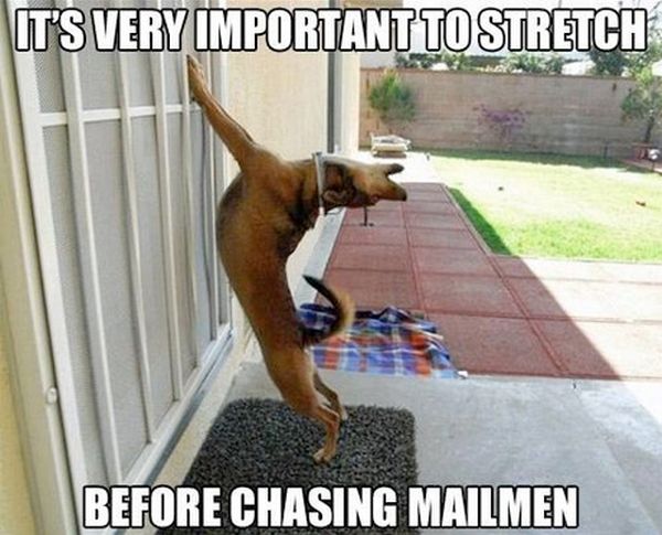 It's very important to stretch - Dog humor