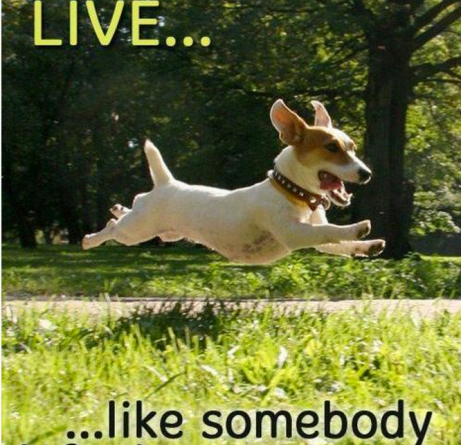 Live... - Dog humor