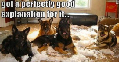 Perfectly Good Explanation - Dog humor