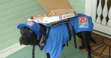Arrives Hot Or Your Pizza Is Free - Dog humor