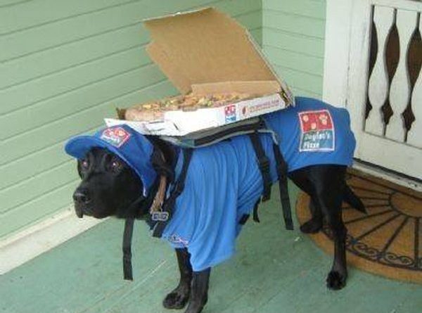 Arrives Hot Or Your Pizza Is Free - Dog humor