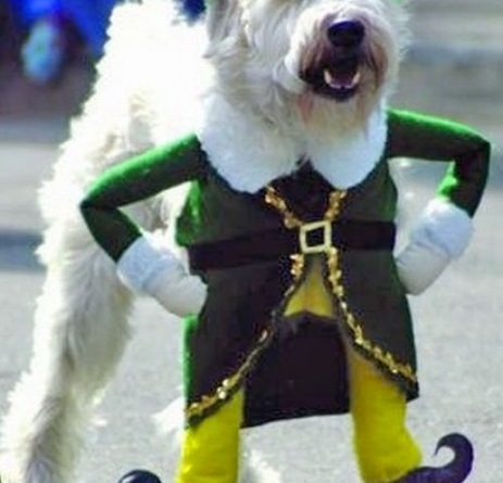 Happy St. Patrick's Day - Dog humor