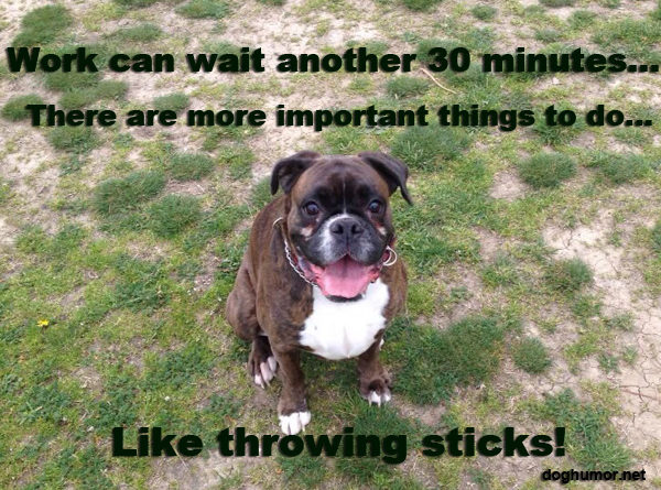 Work Can Wait Another 30 Minutes - Dog humor