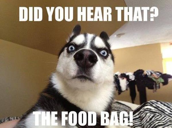 Did You Hear That? - Dog humor