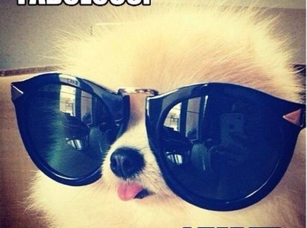 Fabulous! - Dog humor