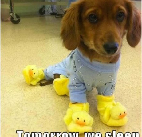It's Friday! - Dog humor