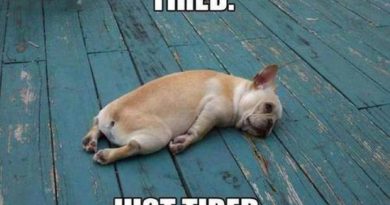 I'm Just Tired - Dog humor