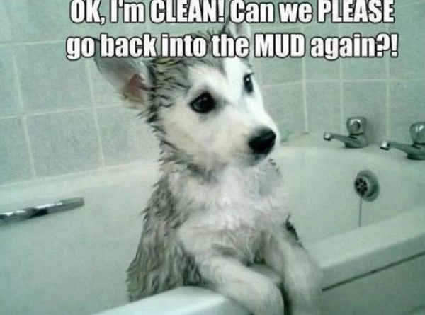 OK! I'm Clean - Dog humor