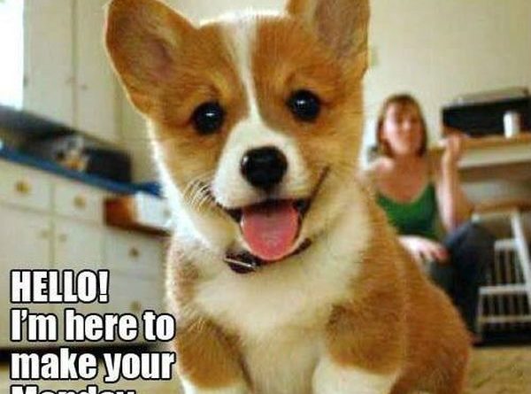 Rescue Puppy - Dog humor