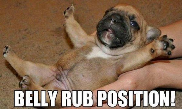 Belly Rub Position - Dog humor