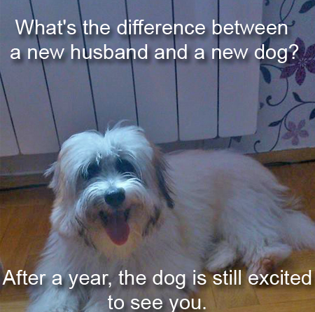 What's The Difference Between a New Husband And a New Dog? - Dog humor